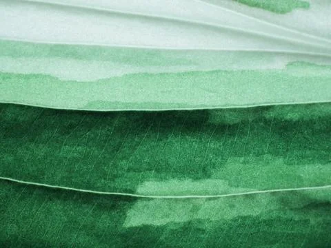 Leaf macro Stock Photos