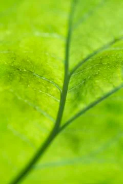 Leaf macro Foto stock