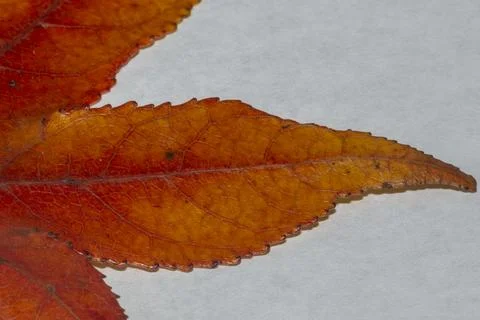 Leaf macro photo. Foto stock