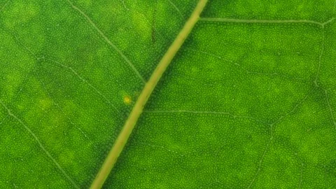 Leaf in Macro Shot Background. Bright Green Leaves of Plant or Tree With Texture Stock Footage 254420006