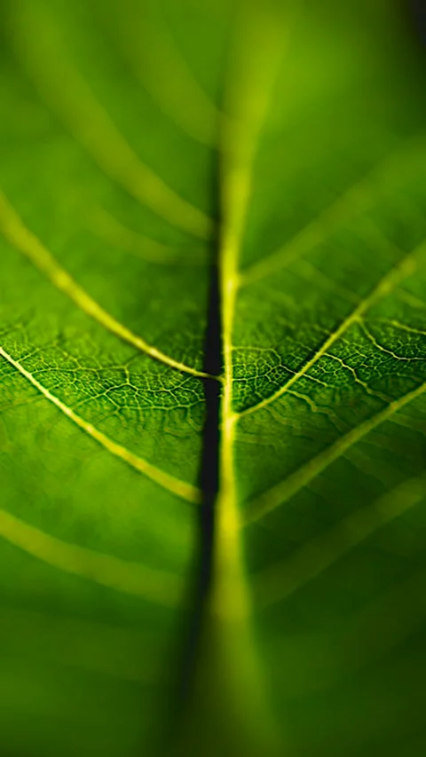 Leaf in Macro Shot Background (Vertical). 스톡 동영상 281320968