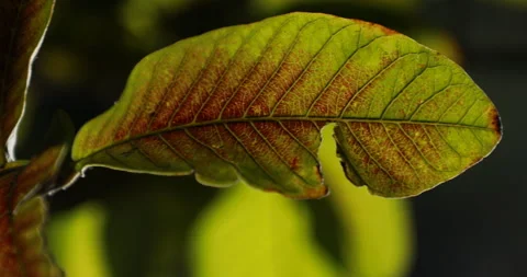 Leaf Macro shot Stock Footage 260449815