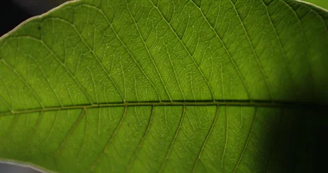 Leaf Macro shot Stock Footage 260449838