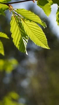 Leaf macro sun shining through Stock Photos