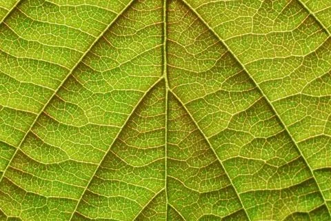 Leaf macro texture, natural background Stock Photos