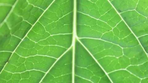 Leaf macro video Stock Footage 20493822