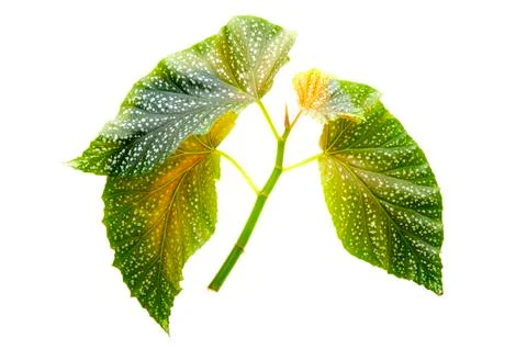 Leaf macro on white Stock Photos