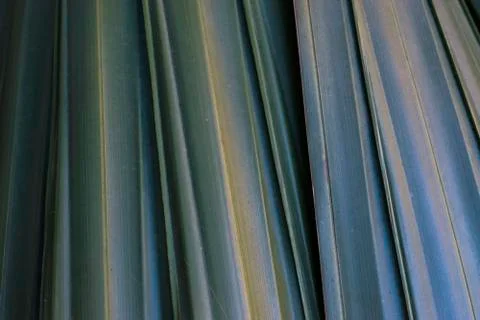 Leaf macrophotography Foto stock