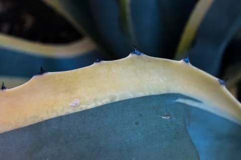 Leaf macrophotography Stock Photos