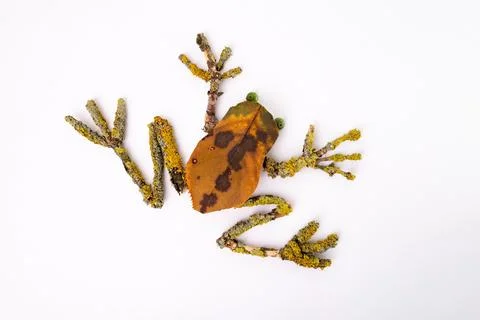 Leaf-made frog on white surface with autumnal colors, showcasing natural ar.. Stock Photos