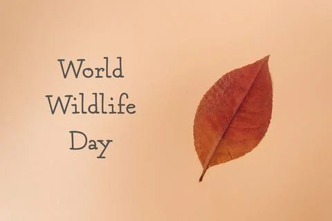 The leaf is the main focus of the image, and the brown background creates a warm Stock Photos