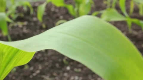 Leaf of maize plant Video stock 11384756