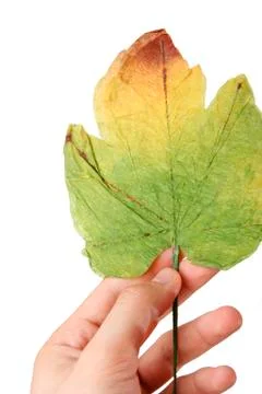Leaf in a man hand. Foto stock