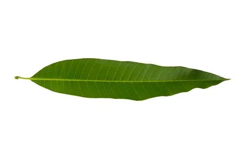 Leaf mango isolated on white background Stock Photos