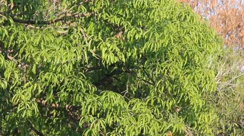 Leaf of mango movement 動画素材 35297945