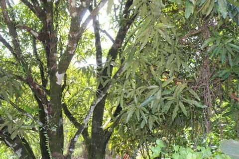 Leaf of Mango Tree Growth on Nature Field Stock Photos