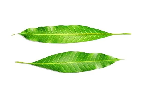 Leaf of mango tree Stock Photos