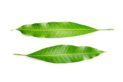 Leaf of mango tree Stock Photos