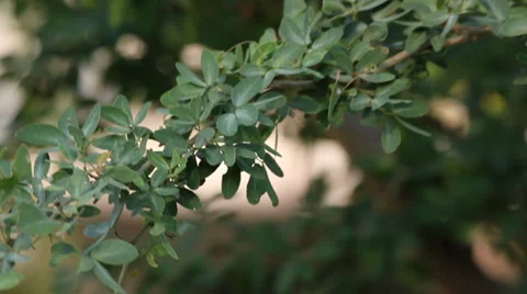 Leaf of manila tamarind 動画素材 35576527