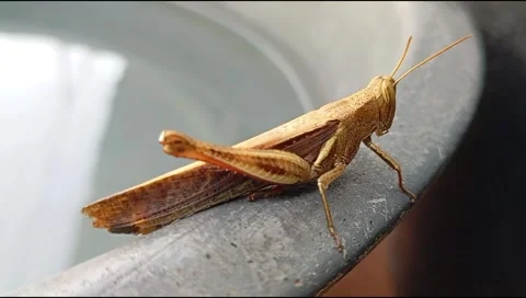 Leaf mantises Stock Footage 269643310