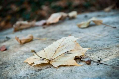 Leaf of maple in autumn Stock Photos