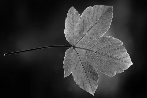 Leaf of maple in black and white Stock Photos