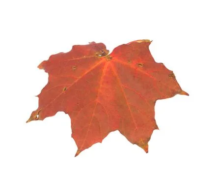 Leaf of maple close-up. Stock Photos
