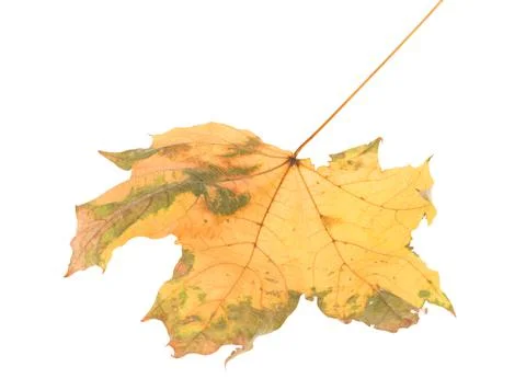 Leaf of maple close-up. Stock Photos
