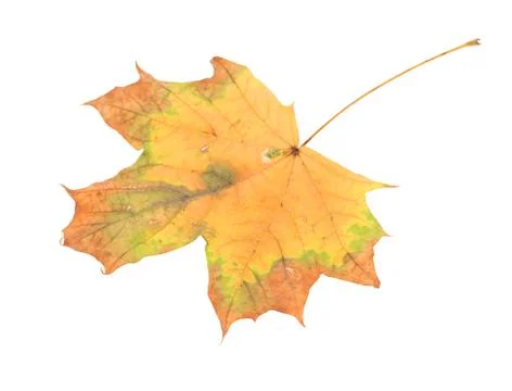 Leaf of maple close-up. Stock Photos