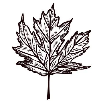 Leaf maple engraved in isolated white background. Vintage canadian botanical  Stock Illustration