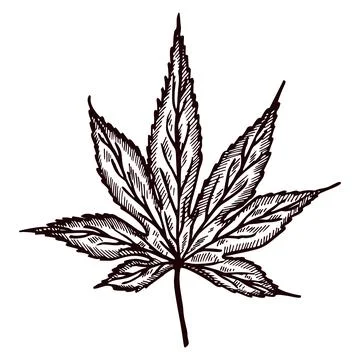 Leaf maple engraved in isolated white background. Vintage canadian botanical  Stock Illustration