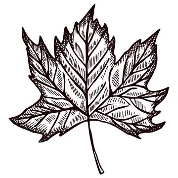 Leaf maple engraved in isolated white background. Vintage canadian botanical  Stock Illustration