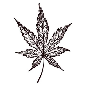 Leaf maple engraved in isolated white background. Vintage canadian botanical  Stock Illustration