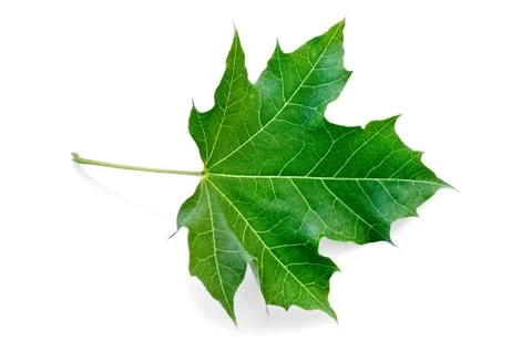 Leaf maple green Stock Photos