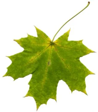 Leaf maple isolate Foto stock