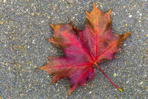 Leaf of Maple Lying on the Asphalt Stock Photos