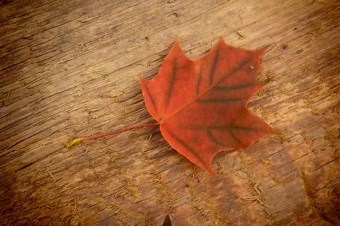 Leaf of maple Stock Photos