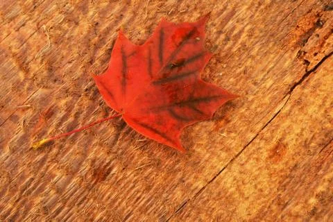 Leaf of maple Stock Photos