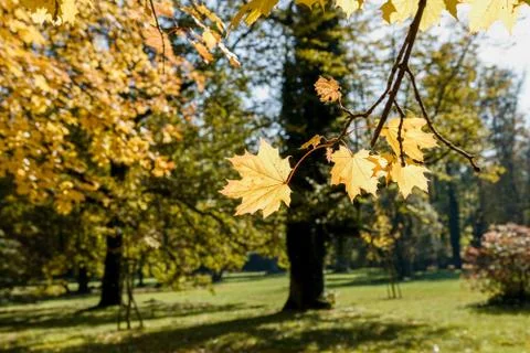 Leaf of maple Stock Photos