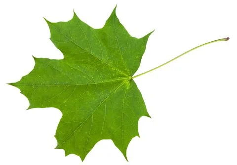 Leaf of maple tree (Acer platanoides) isolated Stock Photos