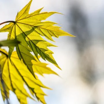 Leaf of a maple tree against blue sky Stock Photos
