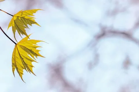 Leaf of a maple tree against blue sky Stock Photos