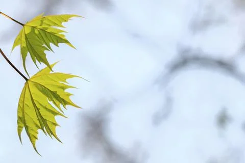 Leaf of a maple tree against blue sky Stock Photos