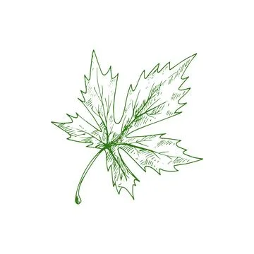 Leaf of maple tree isolated foliage sketch. 스톡 일러스트