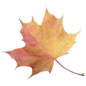 A leaf of a maple tree is shown in full color. The leaf is red and has a slig Stock-Fotos