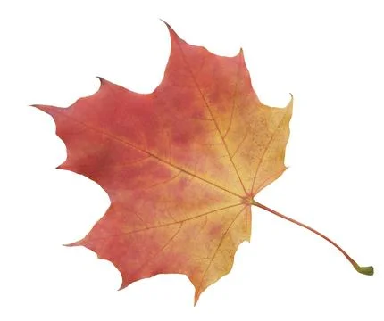 A leaf of a maple tree is shown in full color. The leaf is red and has a slig Stock Photos