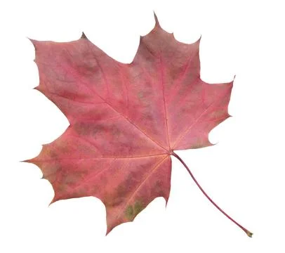 A leaf of a maple tree is shown in full color. The leaf is red and has a slig Stock Photos