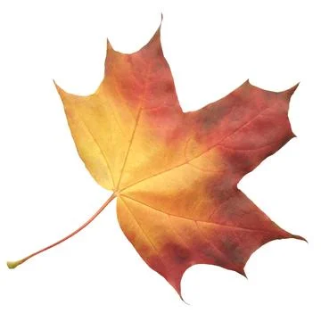 A leaf of a maple tree is shown in full color. The leaf is red and has a slig Stock Photos