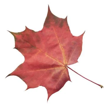 A leaf of a maple tree is shown in full color. The leaf is red and has a slig Stock Photos