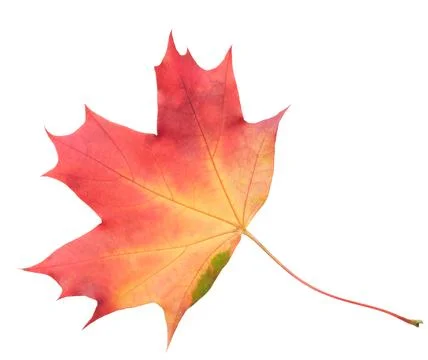 A leaf of a maple tree is shown in full color. The leaf is red and has a slig Foto stock